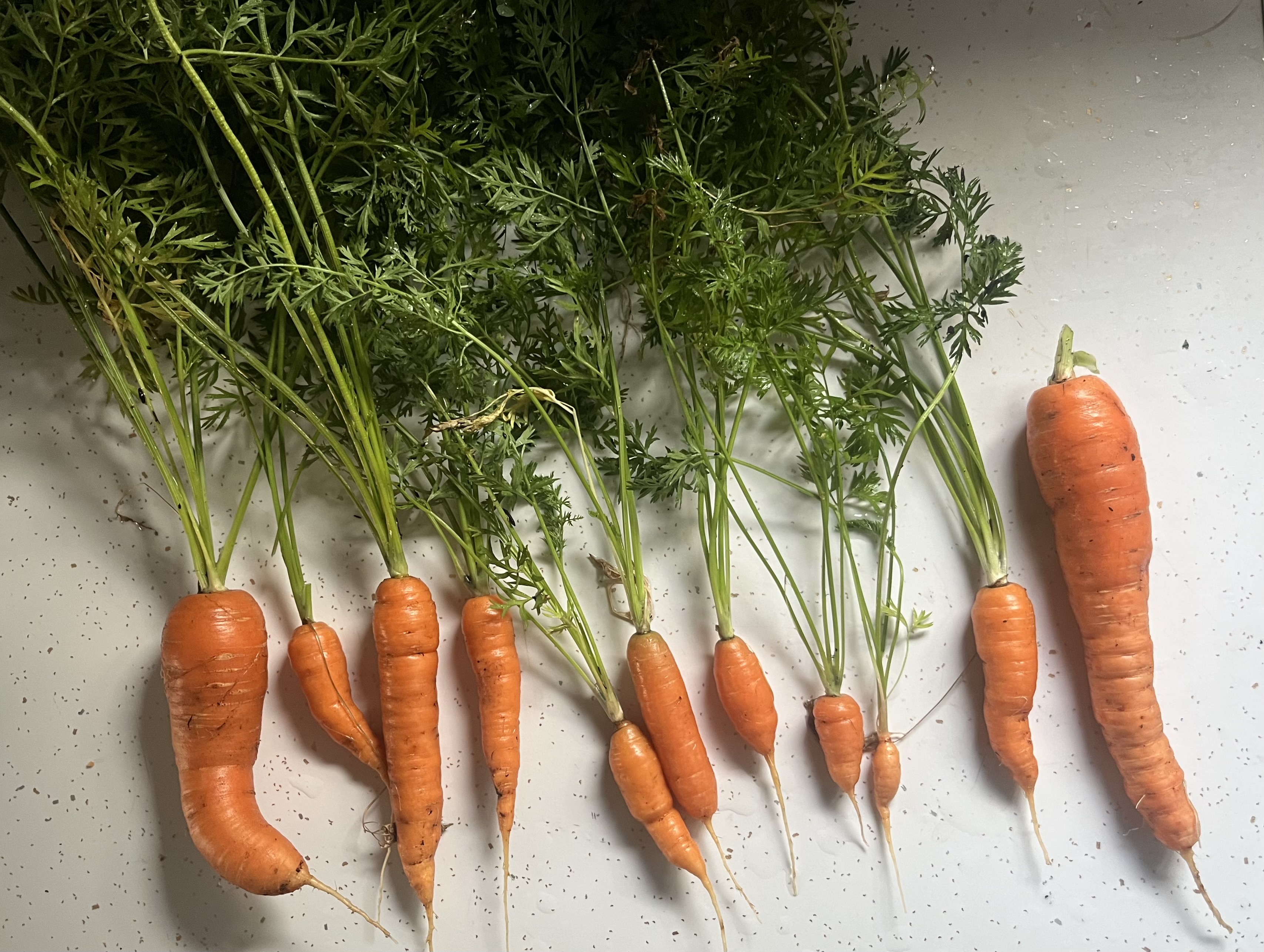 Carrots from the garden, laid out on a countertop.